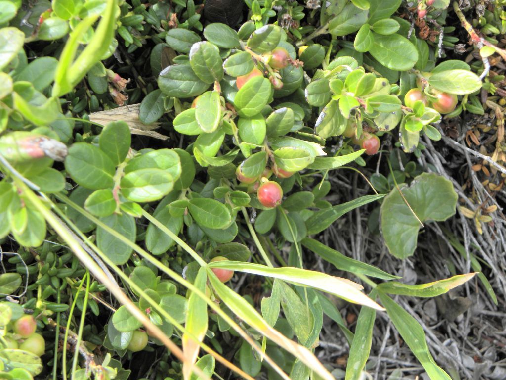 Vaccinium vitis idaea